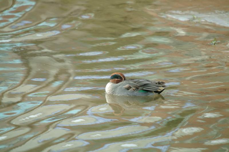 휴식중인 쇠오리 Anas crecca crecca (Common Teal); DISPLAY FULL IMAGE.