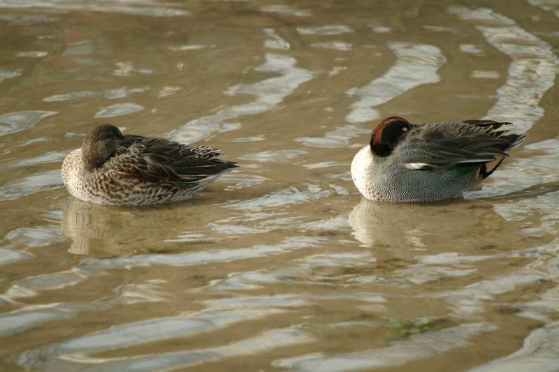 휴식중인 쇠오리 한쌍 Anas crecca crecca (Common Teals); DISPLAY FULL IMAGE.