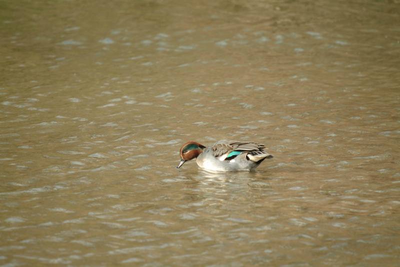 쇠오리 Anas crecca crecca (Common Teal); DISPLAY FULL IMAGE.