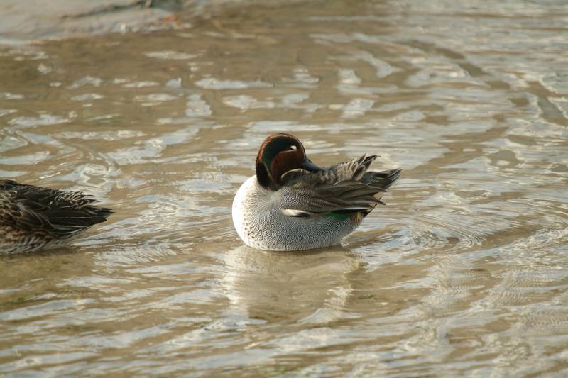 휴식중인 쇠오리 Anas crecca crecca (Common Teal); DISPLAY FULL IMAGE.