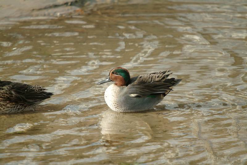 휴식중인 쇠오리 Anas crecca crecca (Common Teal); DISPLAY FULL IMAGE.