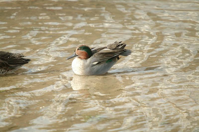 휴식중인 쇠오리 Anas crecca crecca (Common Teal); DISPLAY FULL IMAGE.