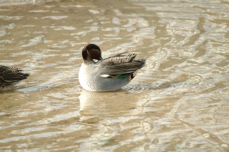 휴식중인 쇠오리 Anas crecca crecca (Common Teal); DISPLAY FULL IMAGE.