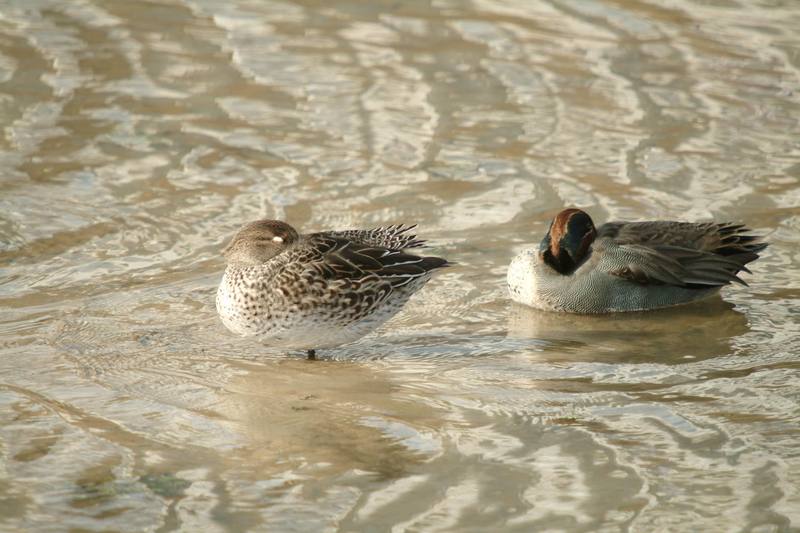 휴식중인 쇠오리 한쌍 Anas crecca crecca (Common Teals); DISPLAY FULL IMAGE.