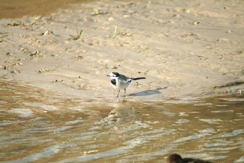 백할미새 Motacilla lugens (Black-backed Wagtail); DISPLAY FULL IMAGE.