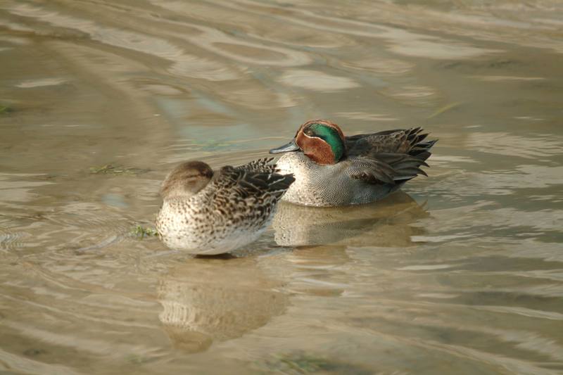 휴식중인 쇠오리 한쌍 Anas crecca crecca (Common Teals); DISPLAY FULL IMAGE.