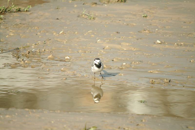 백할미새 Motacilla lugens (Black-backed Wagtail); DISPLAY FULL IMAGE.