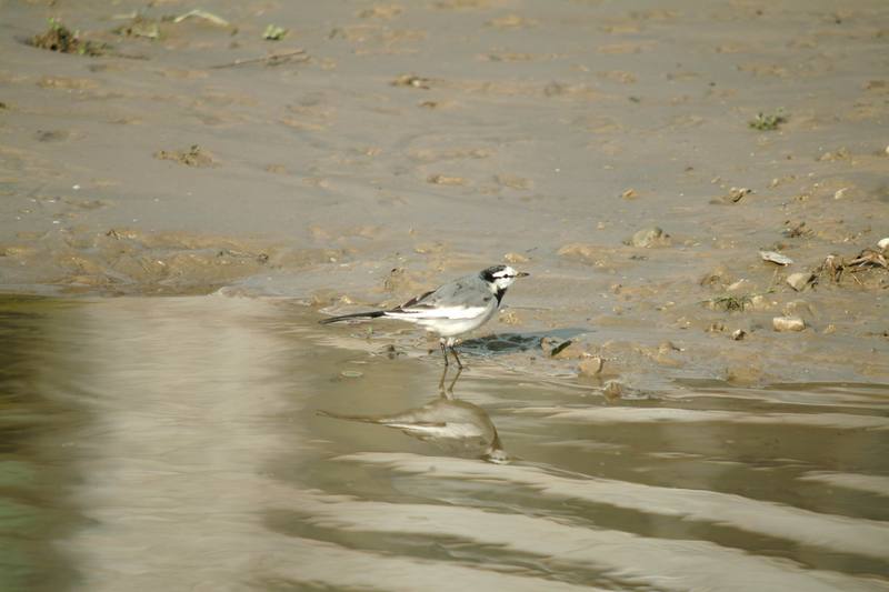 백할미새 Motacilla lugens (Black-backed Wagtail); DISPLAY FULL IMAGE.