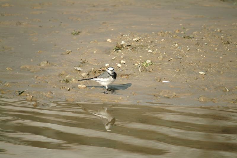 백할미새 Motacilla lugens (Black-backed Wagtail); DISPLAY FULL IMAGE.