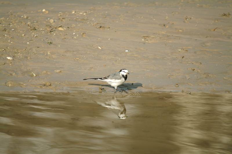 백할미새 Motacilla lugens (Black-backed Wagtail); DISPLAY FULL IMAGE.