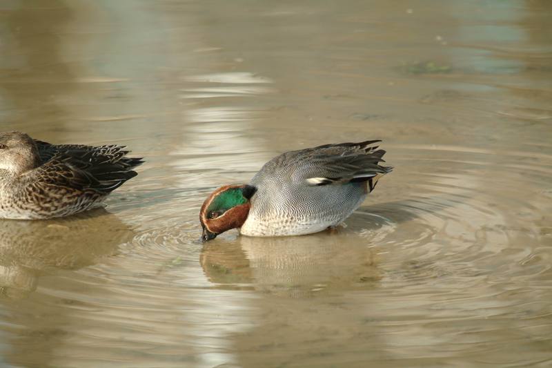 쇠오리 Anas crecca crecca (Common Teal); DISPLAY FULL IMAGE.