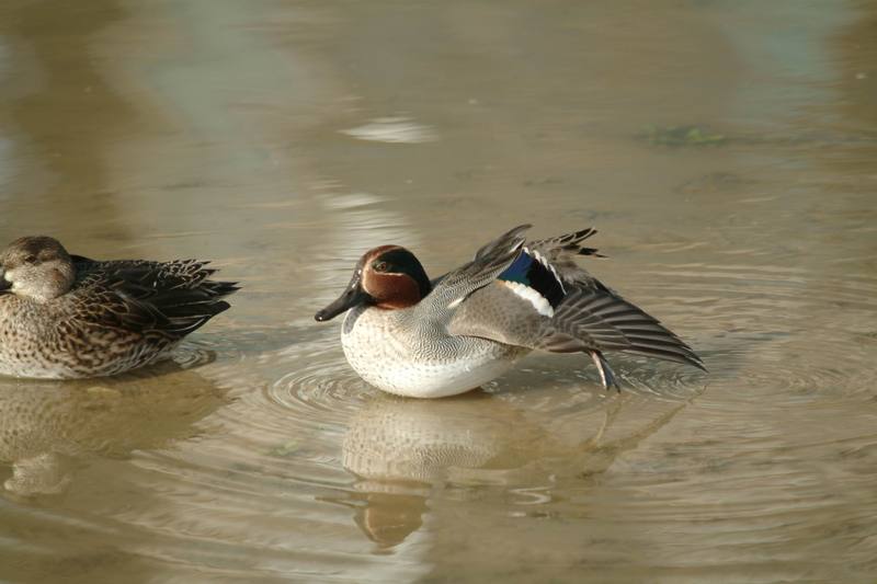 쇠오리 Anas crecca crecca (Common Teal); DISPLAY FULL IMAGE.
