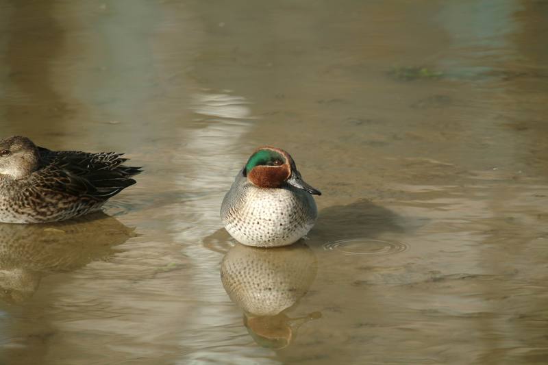 쇠오리 Anas crecca crecca (Common Teal); DISPLAY FULL IMAGE.