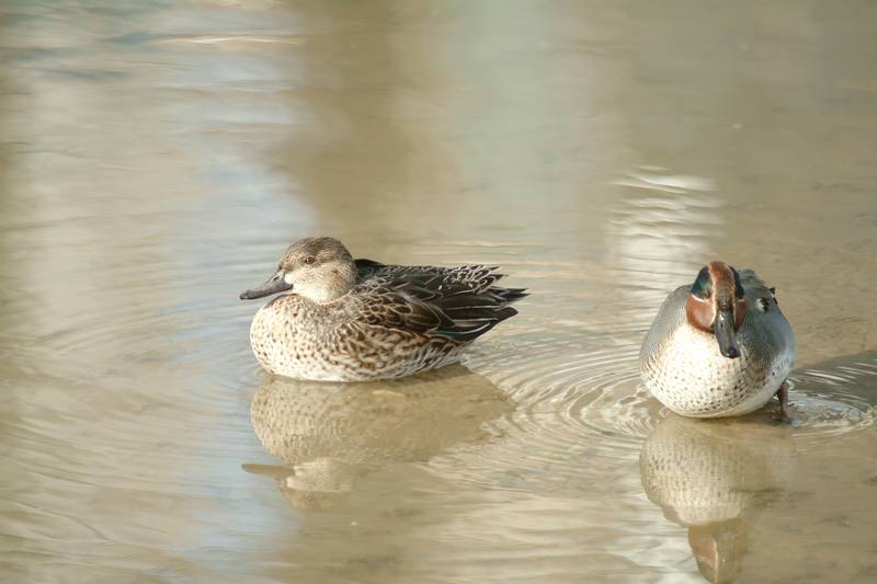 쇠오리 Anas crecca crecca (Common Teal); DISPLAY FULL IMAGE.