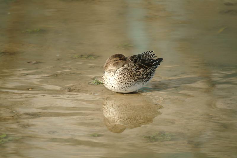 쇠오리 암컷 Anas crecca crecca (Common Teal); DISPLAY FULL IMAGE.