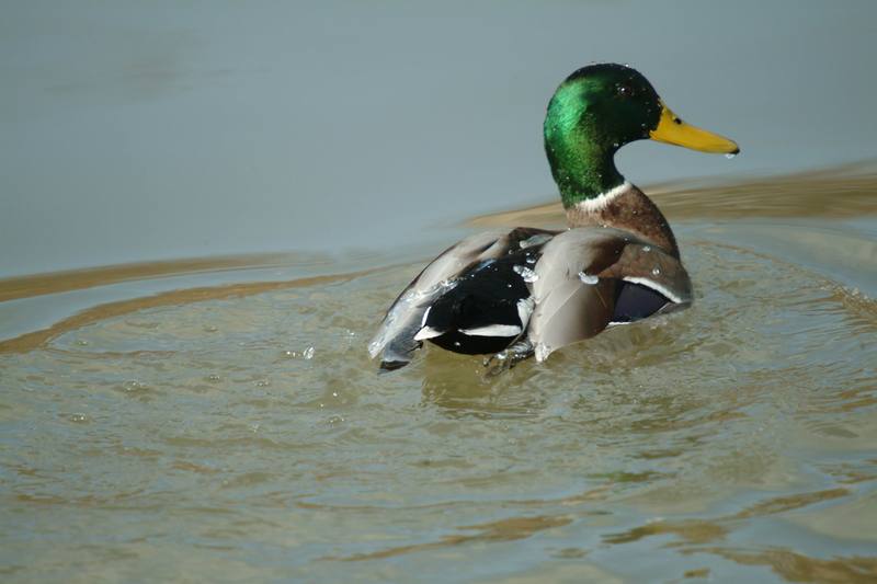 청둥오리 수컷 Anas platyrhynchos (Mallard Drake); DISPLAY FULL IMAGE.