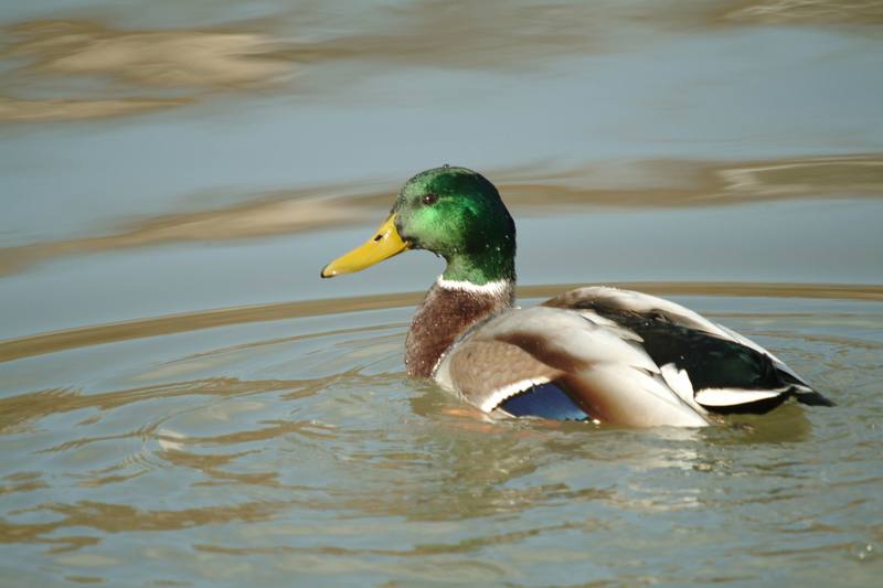 청둥오리 수컷 Anas platyrhynchos (Mallard Drake); DISPLAY FULL IMAGE.