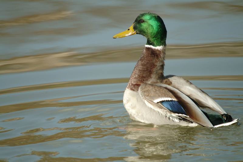 청둥오리 수컷 Anas platyrhynchos (Mallard Drake); DISPLAY FULL IMAGE.