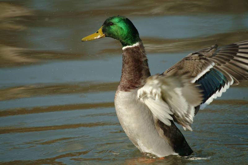 청둥오리 수컷 Anas platyrhynchos (Mallard Drake); DISPLAY FULL IMAGE.