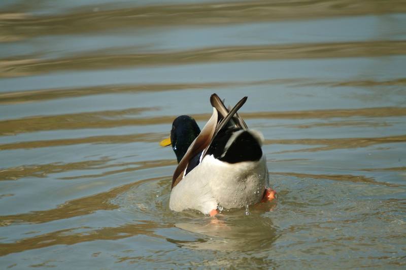 청둥오리 수컷 Anas platyrhynchos (Mallard Drake); DISPLAY FULL IMAGE.