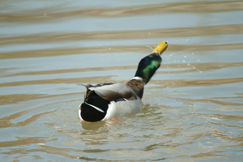 청둥오리 수컷 Anas platyrhynchos (Mallard Drake); DISPLAY FULL IMAGE.