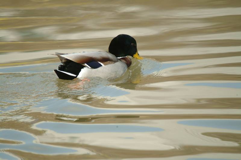 청둥오리 수컷 Anas platyrhynchos (Mallard Drake); DISPLAY FULL IMAGE.