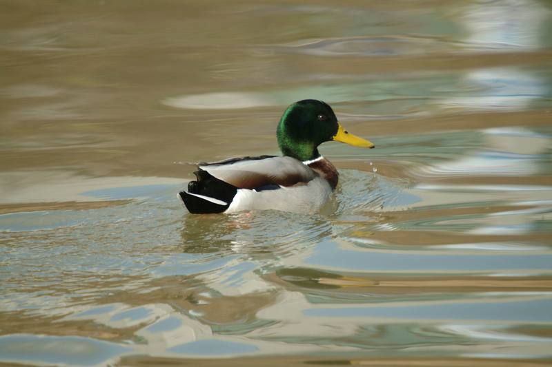청둥오리 수컷 Anas platyrhynchos (Mallard Drake); DISPLAY FULL IMAGE.