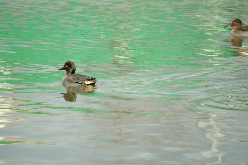 쇠오리 Anas crecca crecca (Common Teal); DISPLAY FULL IMAGE.