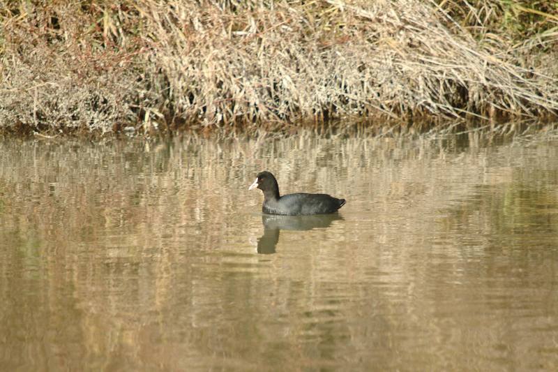 물닭 Fulica atra (Eurasian Coot); DISPLAY FULL IMAGE.