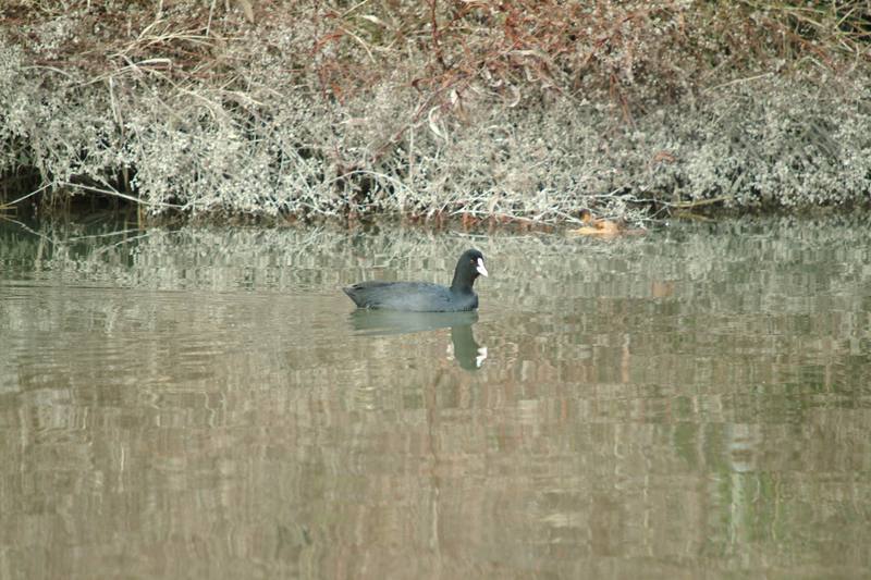 물닭 Fulica atra (Eurasian Coot); DISPLAY FULL IMAGE.