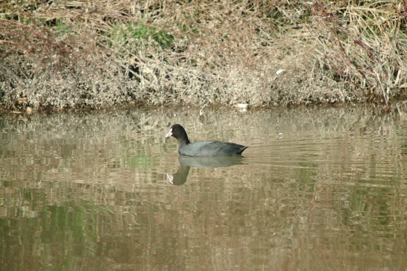 물닭 Fulica atra (Eurasian Coot); DISPLAY FULL IMAGE.