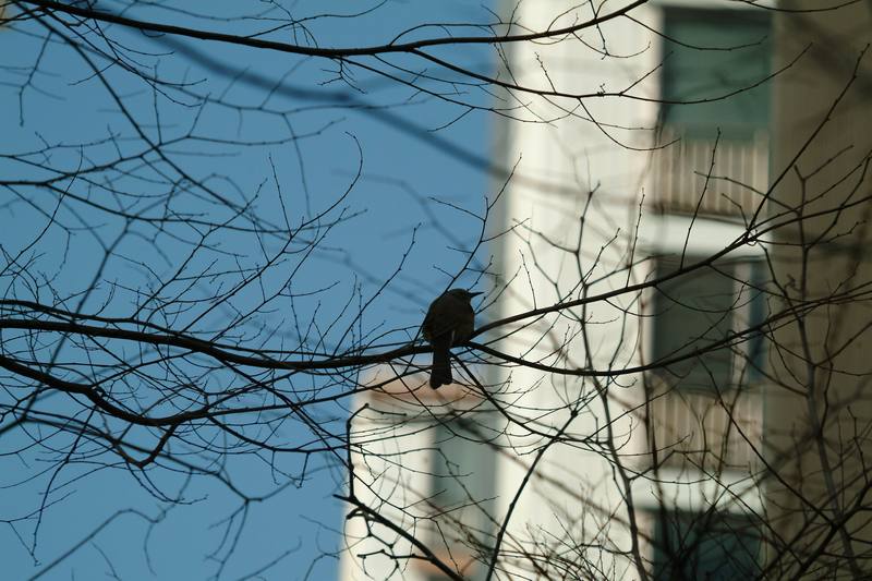 직박구리 Ixos amaurotis (Brown-eared Bulbul); DISPLAY FULL IMAGE.