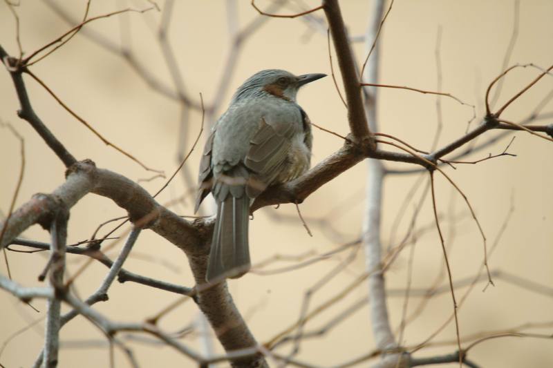 직박구리 Ixos amaurotis (Brown-eared Bulbul); DISPLAY FULL IMAGE.