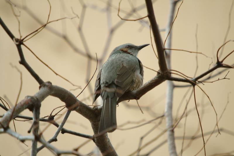 직박구리 Ixos amaurotis (Brown-eared Bulbul); DISPLAY FULL IMAGE.