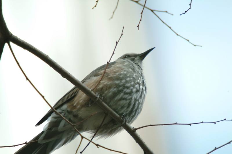 직박구리 Ixos amaurotis (Brown-eared Bulbul); DISPLAY FULL IMAGE.
