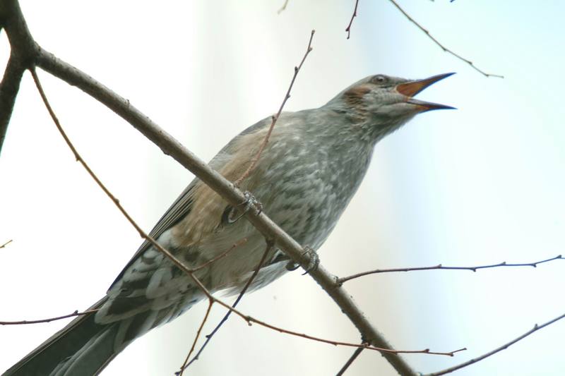 직박구리 Ixos amaurotis (Brown-eared Bulbul); DISPLAY FULL IMAGE.