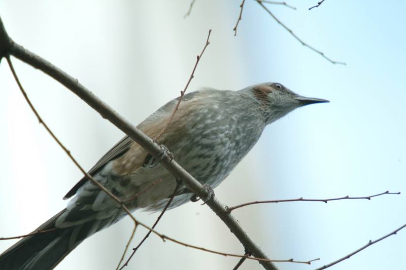직박구리 Ixos amaurotis (Brown-eared Bulbul); DISPLAY FULL IMAGE.