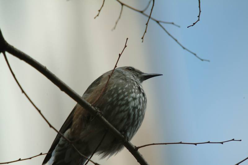 직박구리 Ixos amaurotis (Brown-eared Bulbul); DISPLAY FULL IMAGE.