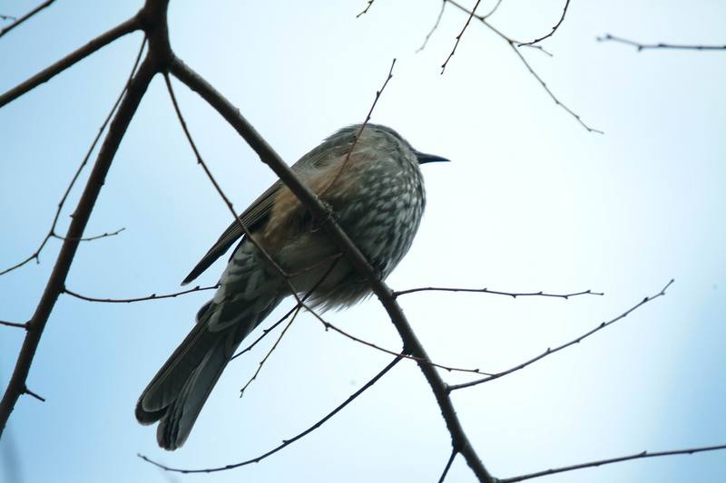 직박구리 Ixos amaurotis (Brown-eared Bulbul); DISPLAY FULL IMAGE.
