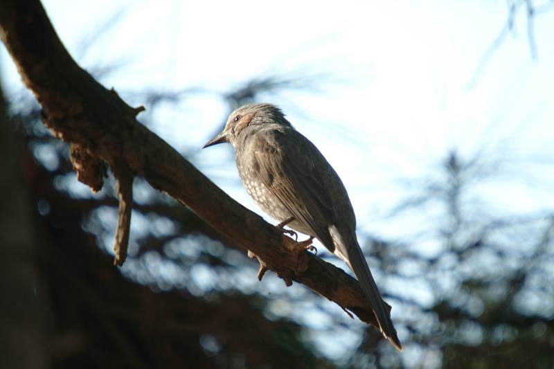 직박구리 Ixos amaurotis (Brown-eared Bulbul); DISPLAY FULL IMAGE.