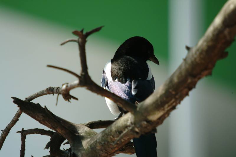 까치 Pica pica (Black-billed Magpie); DISPLAY FULL IMAGE.