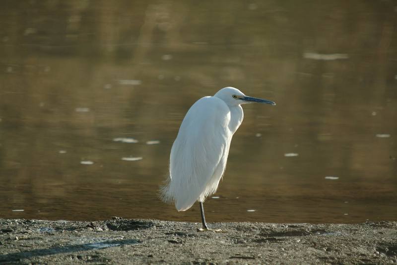 쇠백로 Egretta garzetta garzetta (Little Egret); DISPLAY FULL IMAGE.