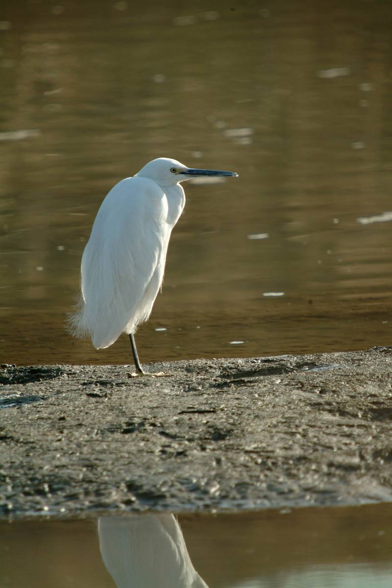 쇠백로 Egretta garzetta garzetta (Little Egret); DISPLAY FULL IMAGE.