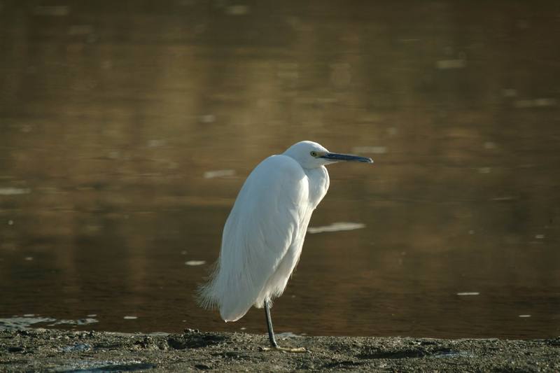 쇠백로 Egretta garzetta garzetta (Little Egret); DISPLAY FULL IMAGE.