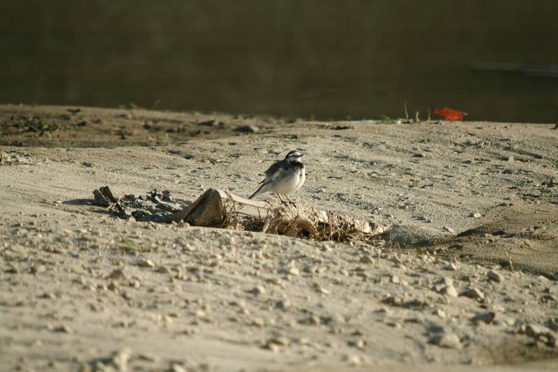 백할미새 Motacilla lugens (Black-backed Wagtail); DISPLAY FULL IMAGE.