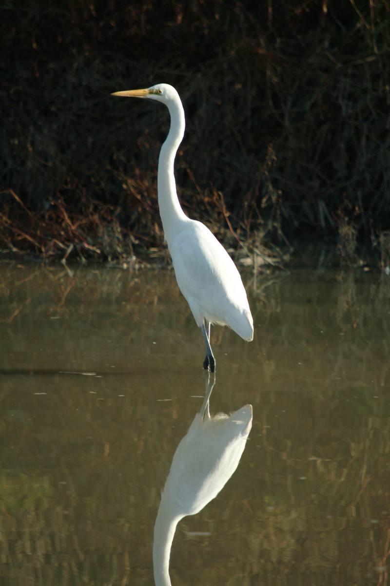 중대백로 Egretta alba modesta (Large Egret); DISPLAY FULL IMAGE.