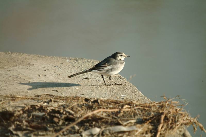 백할미새 Motacilla lugens (Black-backed Wagtail); DISPLAY FULL IMAGE.