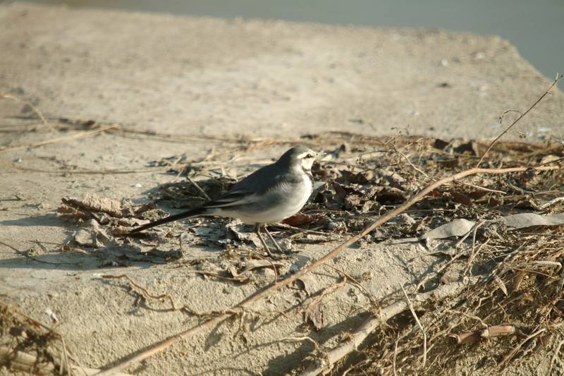 백할미새 Motacilla lugens (Black-backed Wagtail); DISPLAY FULL IMAGE.