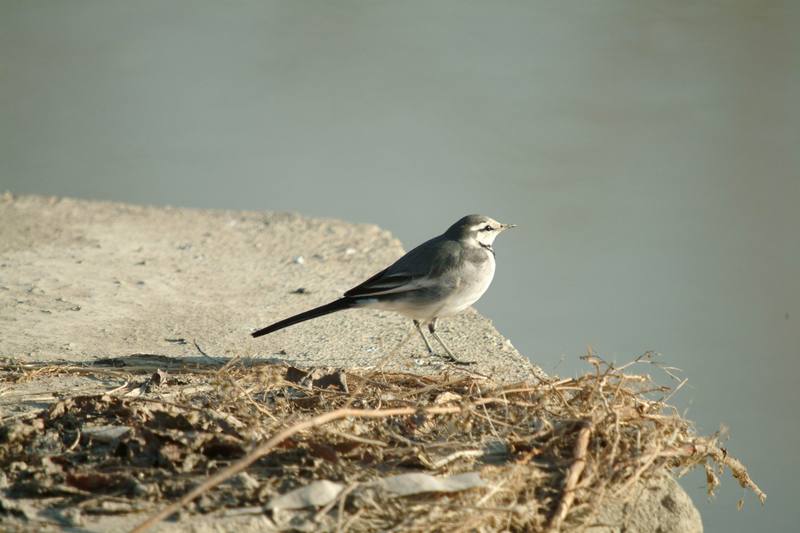 백할미새 Motacilla lugens (Black-backed Wagtail); DISPLAY FULL IMAGE.