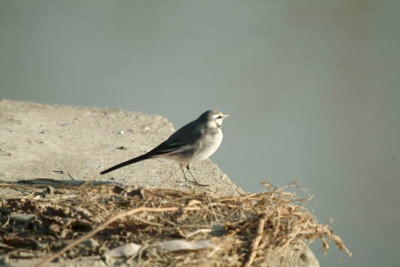 백할미새 Motacilla lugens (Black-backed Wagtail); DISPLAY FULL IMAGE.